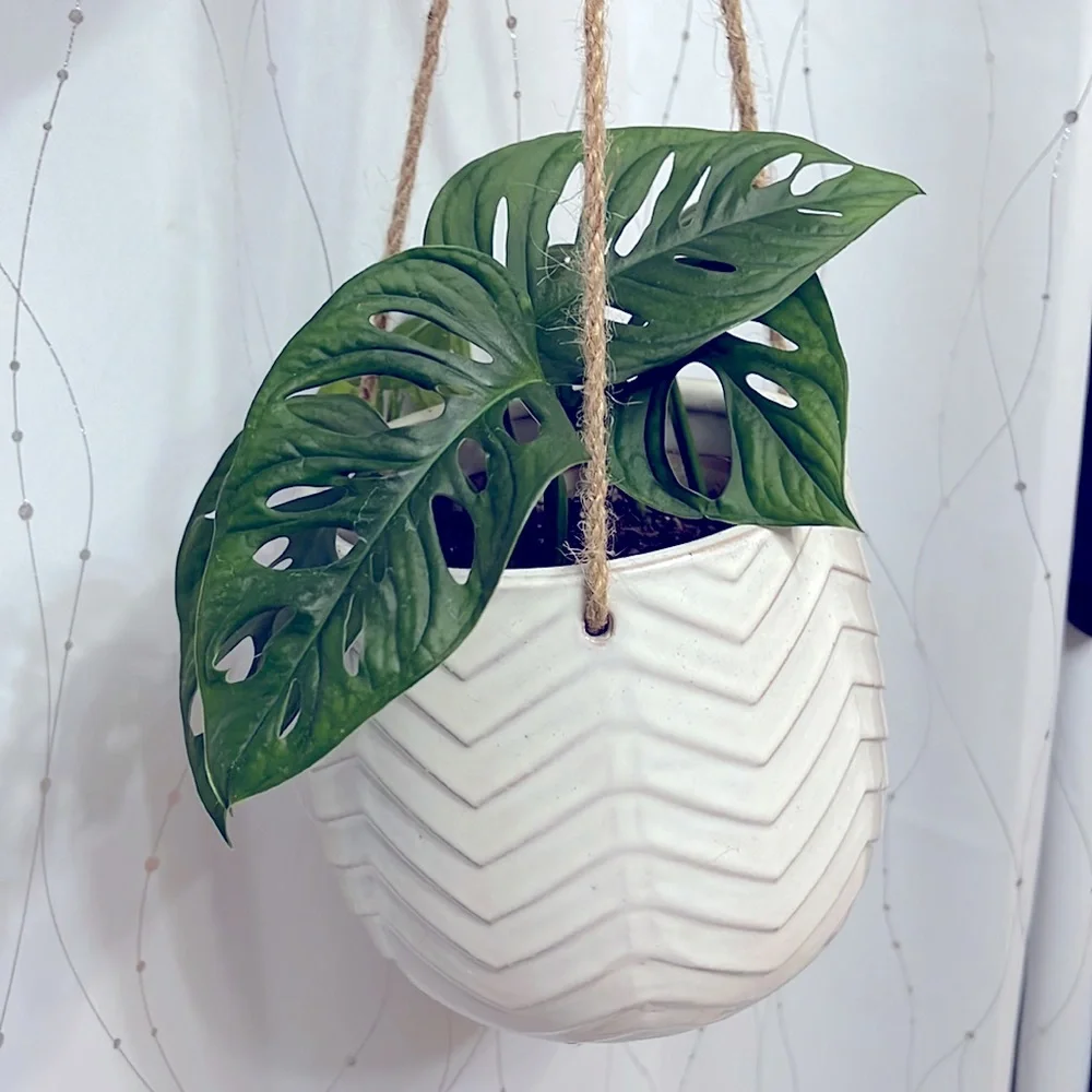 🪴Propagated rooted trimmings - Monstera Adansonii, Swiss cheese plant - Picture 2 of 10